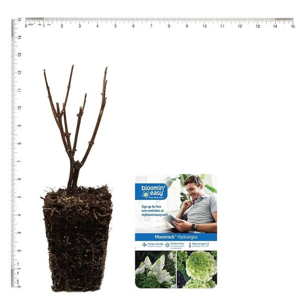 Bloomin' Easy Hydrangea Moonrock 4" Potted Rocketliners Set of 3 Plants